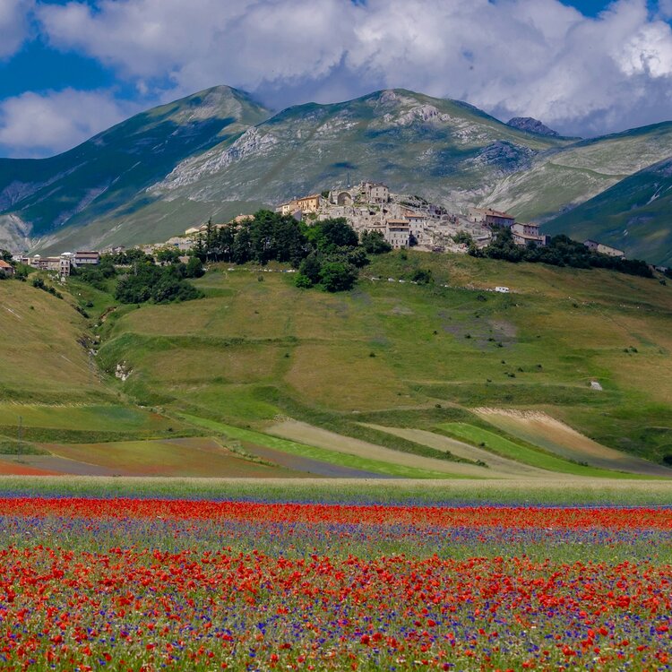 Le meraviglie in fiore dell'Umbria: visitare gli affascinanti campi di fiori di Castelluccio