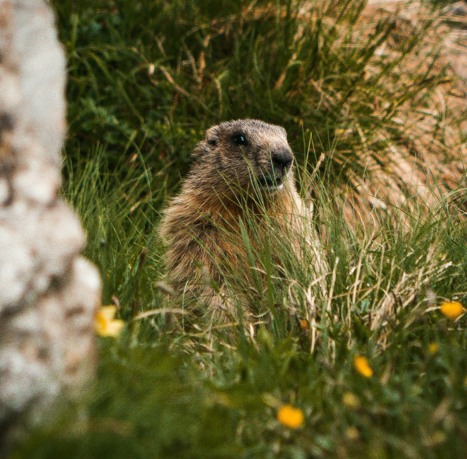 Marmotta Dolomites Viaggiare Bene